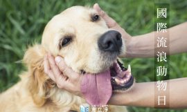國際流浪動物日～居家清潔持續預約中