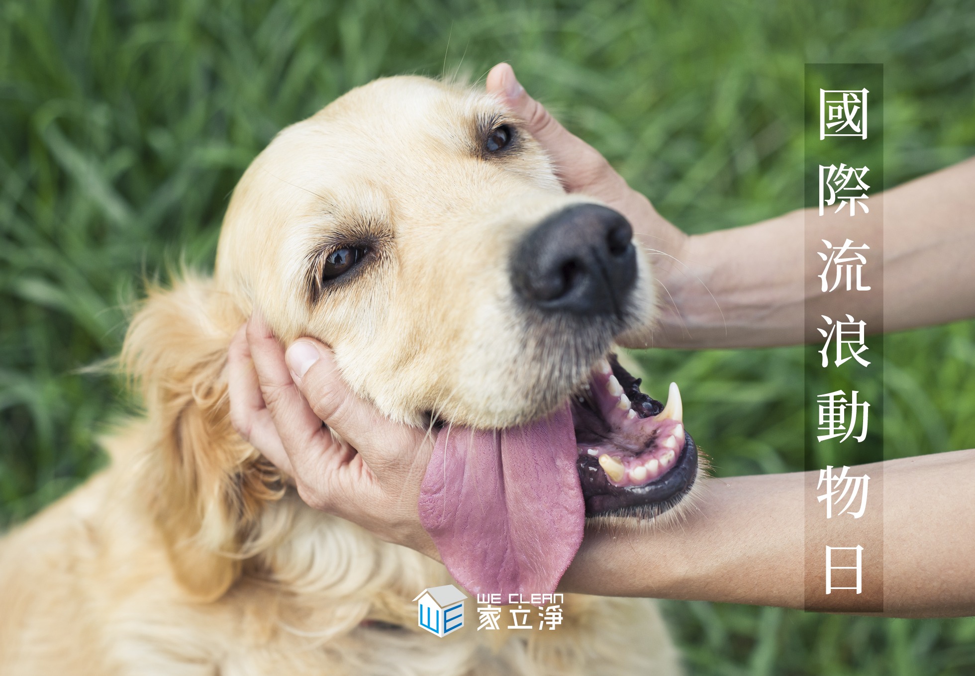 You are currently viewing 國際流浪動物日～居家清潔持續預約中