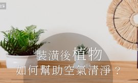 裝潢後植物如何達到空氣淨化和美化效果？